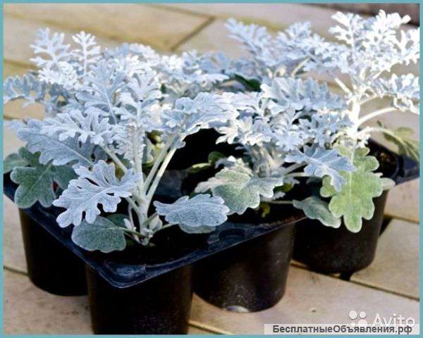 Цинерария серебрянная пыль рассада микс
