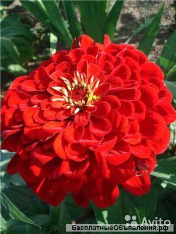 Цинния алое пламя рассада