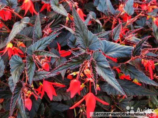 Бегония Бонфайер оранжевая