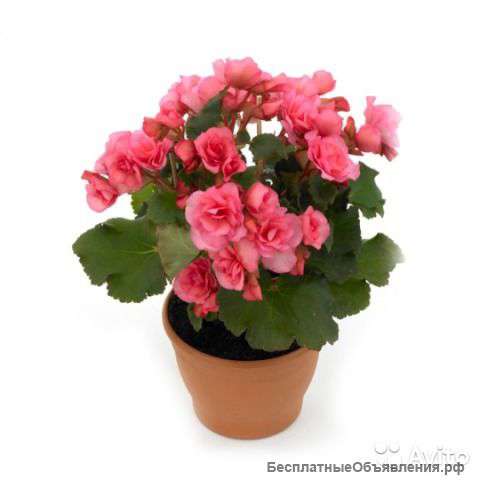 Бегония элатиор Бетула розовая 30-35 см
