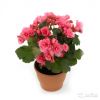 Бегония элатиор Бетула розовая 30-35 см