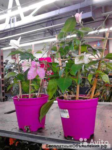Бугенвиллия двухцветная 25-35 см