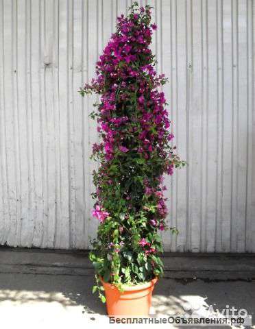 Бугенвиллия Карнавал пирамида 130-150 см