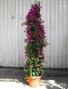 Бугенвиллия Карнавал пирамида 130-150 см