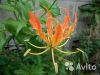 Глориоза оранжевая 80-100 см
