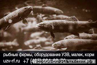 Цена мини УЗВ под ключ в России для выращивания рыбы от производителя оборудования УЗВ. Купить готов