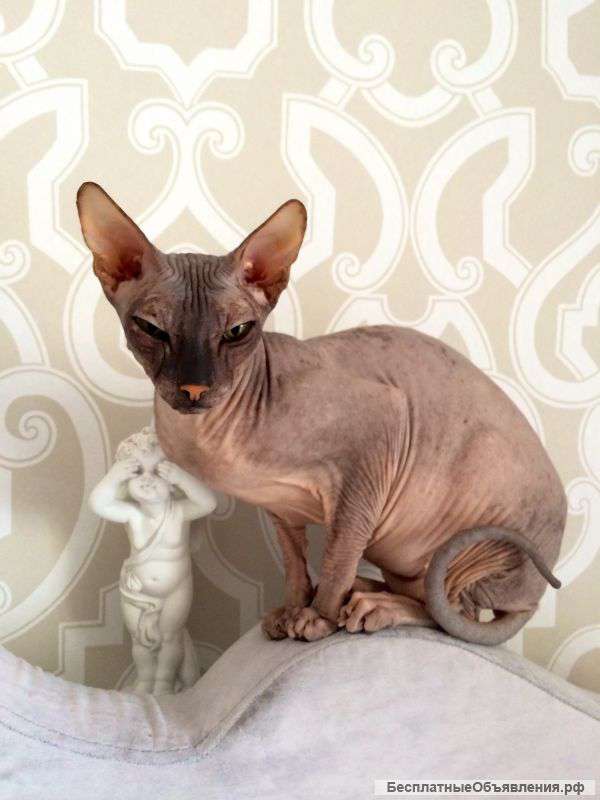 Кошка Донской сфинкс, 4 года, зовут Мася