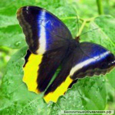 Живые Тропические бабочки Caligo Menom