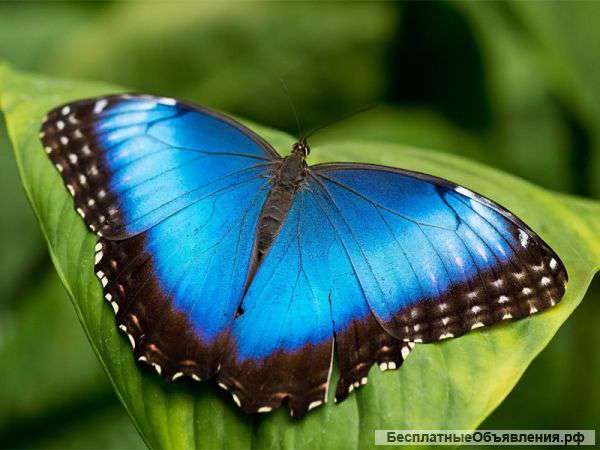 Живые тропические бабочки Morpho Peleides -Лучшие подарки на любой праздник