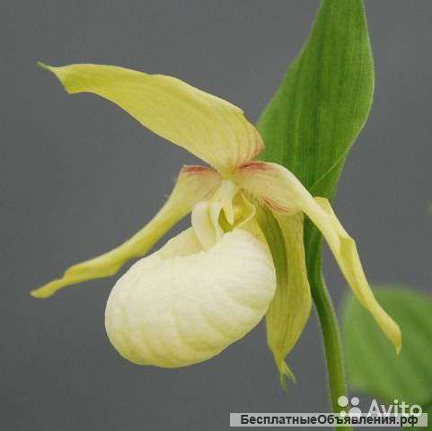 Орхидея Циприпедиум вентрикозум лайт (Cypripedium)