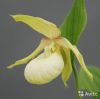 Орхидея Циприпедиум вентрикозум лайт (Cypripedium)
