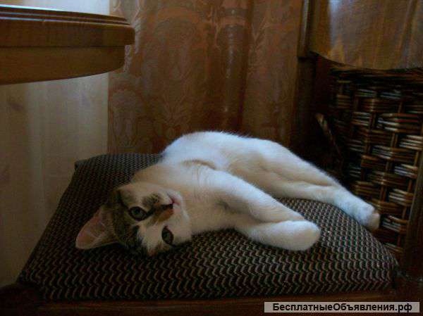 Котенок на счастье