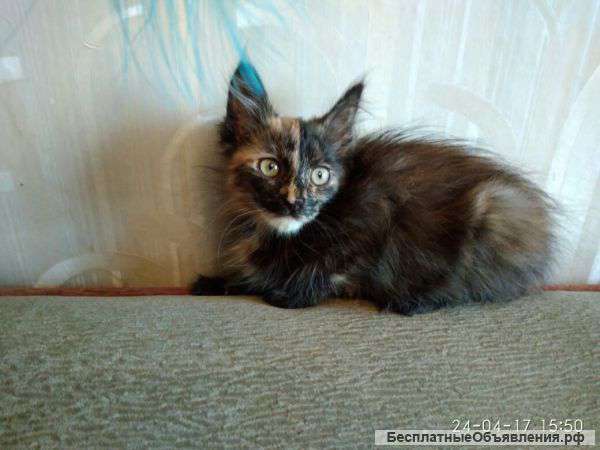 Отдам даром котенка