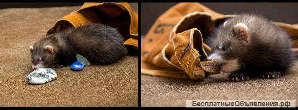 Продаются клубные щенки хорька литера «Л» от Клуба "Русский хорек"