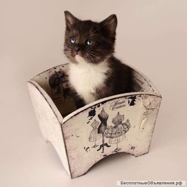 Котёнку срочно нужен хозяин