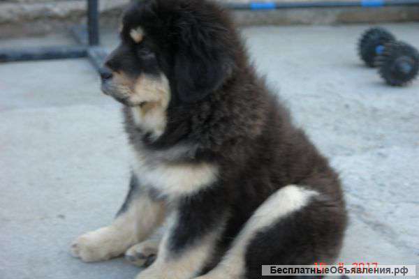 Щенки Тибетский Мастиф