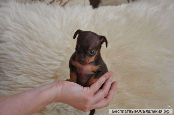 Щенки той-терьера