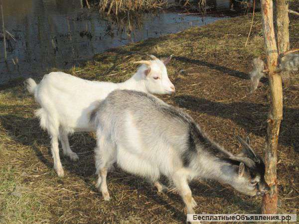 Козлята