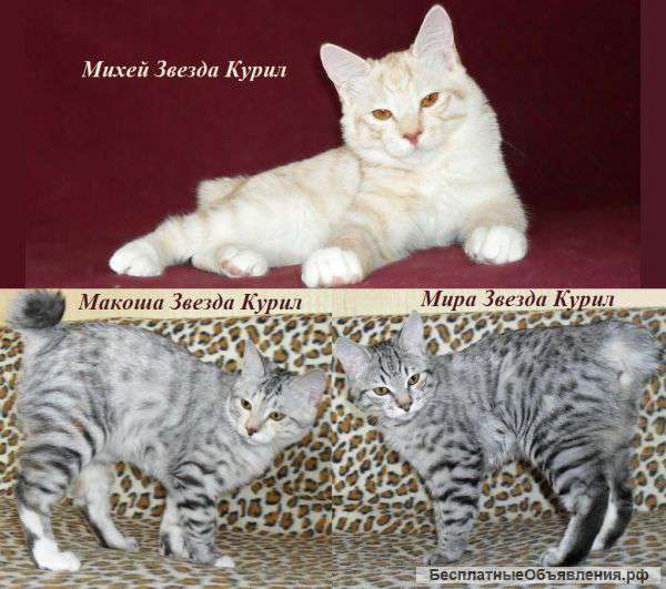 Красивые породные короткошерстные котят Курильского бобтейла