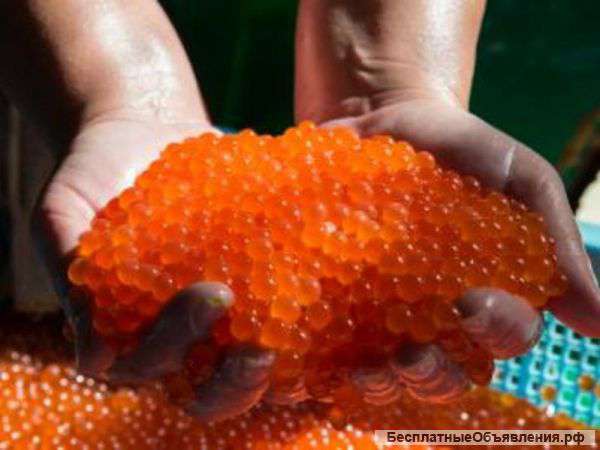 Икра (кеты) по оптовой цене