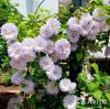 Клематис гибридный Бэлль Оф Уокинг 60-80 см