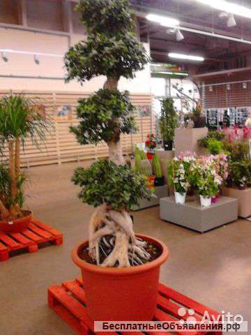 Фикус микрокарпа Гинсенг 220-240 см