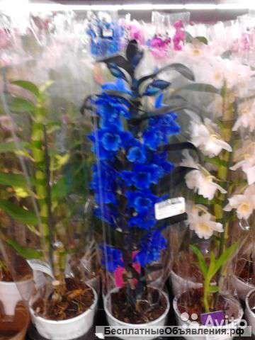 Орхидея дендробиум культивар синий 1 ст