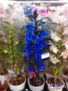 Орхидея дендробиум культивар синий 1 ст
