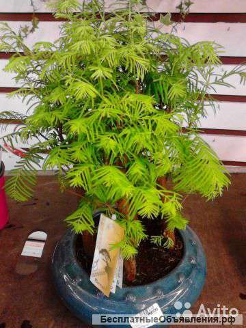 Секвоя бонсай в керамике 35-45 см