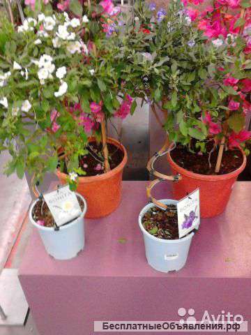 Соланум рантонетти Белый, голубой спираль