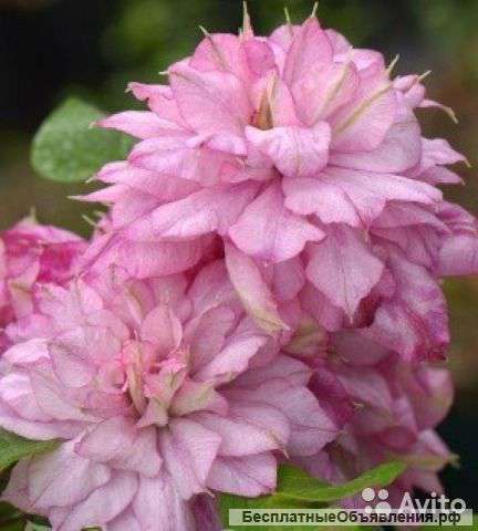 Клематис гибридный Инносент Гланс 60-80 см