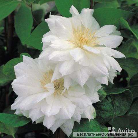 Клематис гибридный Исаго 60-80 см