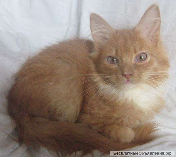 Сибирский рыженький котик