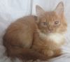 Сибирский рыженький котик