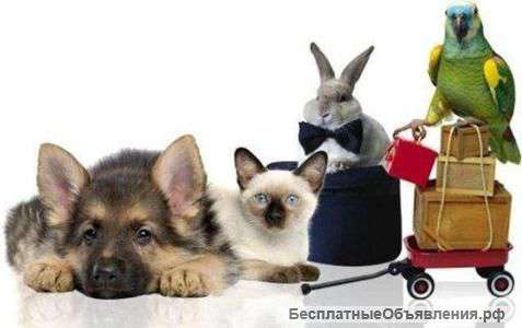 Передержка любого животного