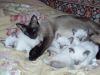 Неземной красоты сиамские котятки