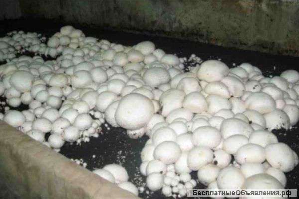 Шампиньоны