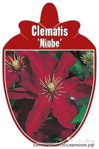 Клематис гибридный Ниобе 60-80 см