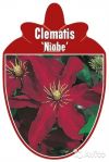 Клематис гибридный Ниобе 60-80 см