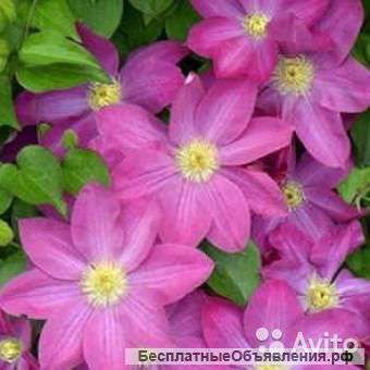 Клематис гибридный Ноктюрн 60-80 см