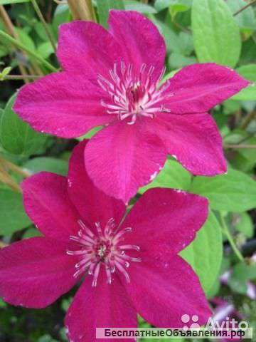 Клематис гибридный Перида 60-80 см