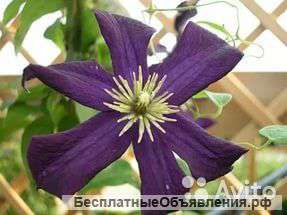 Клематис гибридный Романтика 30-40 см