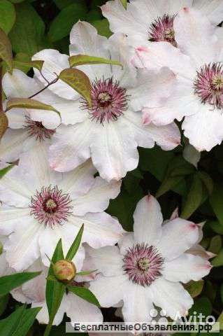 Клематис гибридный Сноу Квин 30-40 см