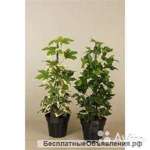 Фатсхедера Лизе Микс 30-40 см