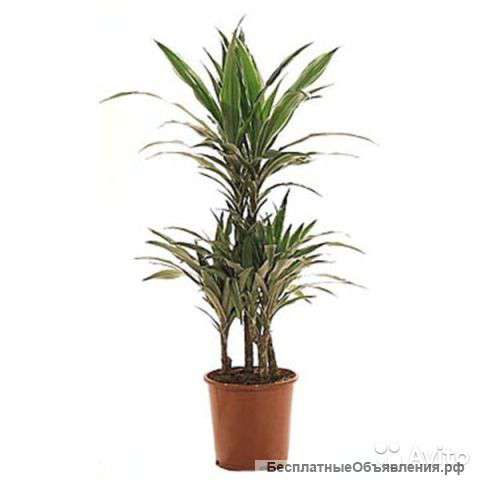 Драцена Фрагранс Варнески 3 ст., 110-120 см