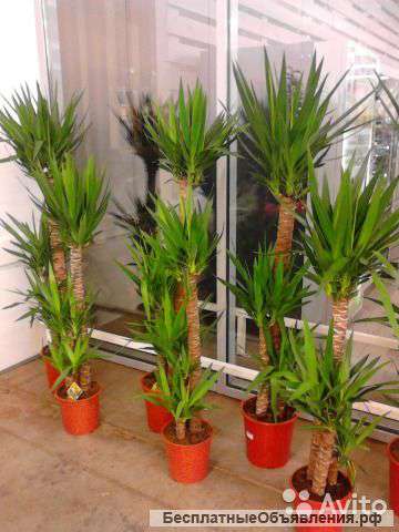 Юкка 3 ст. 170-180 см