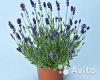 Лаванда узколистная 17/30-40 см