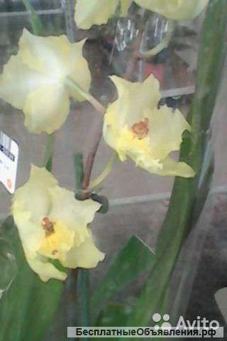 Орхидея камбрия гибрид 9 1,2 ст O192