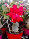 Адениум красный махровый гибрид 2