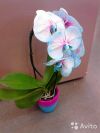 Орхидея Фаленопсис Роял Сенсейшн в керамике